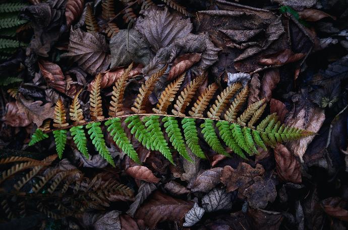 Boston fern on dried leaves